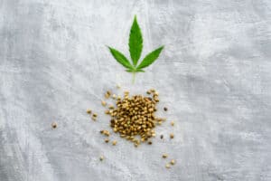 Is hennepzaad gezond of ongezond? Lees het hier.